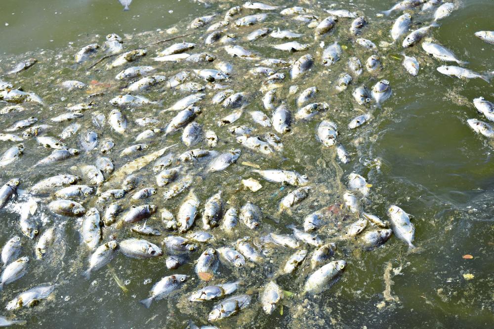 Novi pomor u Vezišnici: Uklonjeno više od 40 kilograma uginule ribe