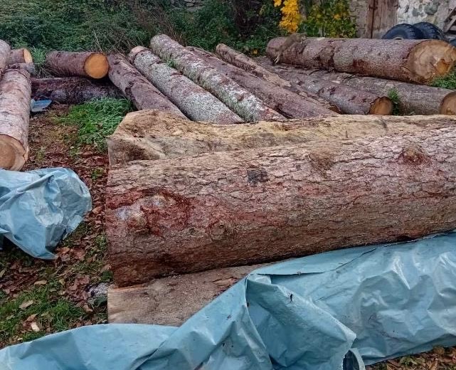 Krivična prijava protiv Beranca: U krugu pilane pronađeno je 29 čamovih trupaca bez šumskog žiga