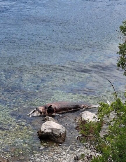 Uginuli delfin uočen u blizini Orahovca