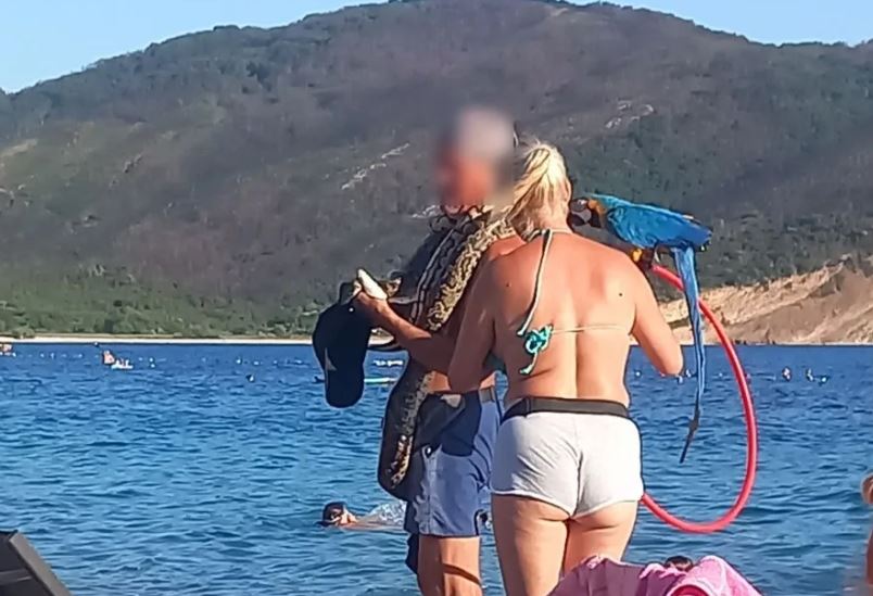 Tiristima se nudi fotografisanje sa papagajima i zmijama na plažama, Agencija kaže da to nije dozvoljeno