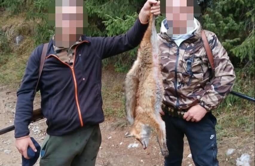 Beranac osumnjičen da je nezakonito odstrijelio lisicu
